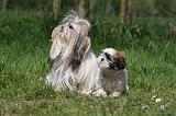 SHIH TZU 314